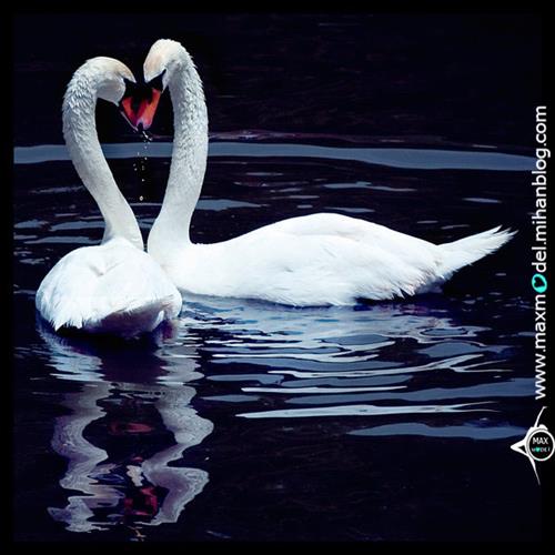 لیلی &nbsp;ستایش